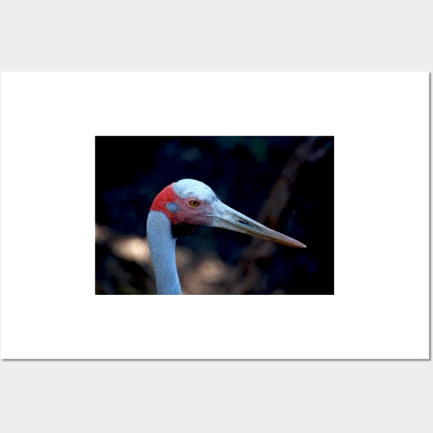 Brolga Gent Wall Art by GP1746